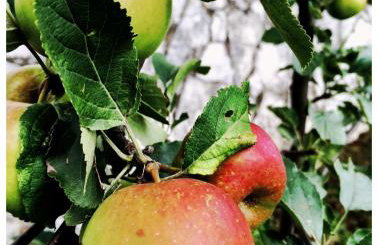 Apartment Galjanić - Foto 18