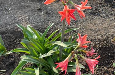 Elea Houses - Foto 47