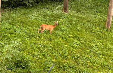 haus Plager - Foto 31