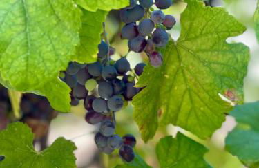 Casa da nascente douro - Foto 71