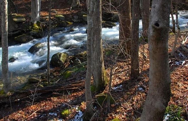 A Love Shack 1 Bedroom Cabin by RedAwning - Foto 15