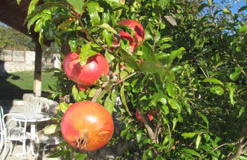 Guest Accommodation Grozdanić - Photo 17