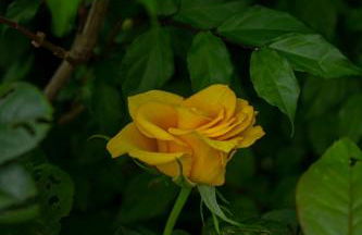 Cabanas Jardim dos Canyons - Foto 123