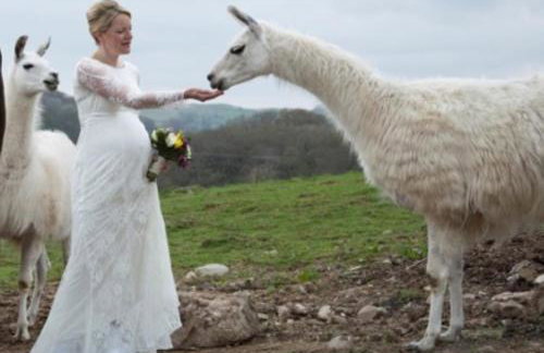 The Coach House at Durhamhill with llamas & games room mini cinema - Foto 43