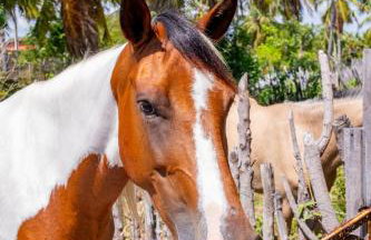 Refugios Parajuru - Casa Inge - Photo 36