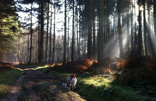 killarney barn - Foto 23