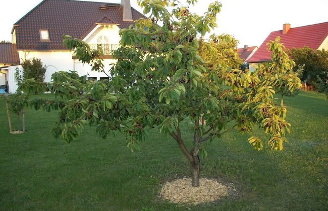 Room-haus Im Grünen House in the Green - Photo 7