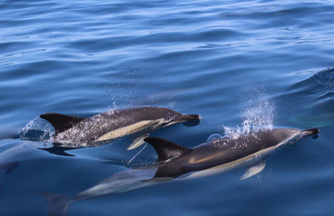 Observation de dauphins à Lagos - Photo 10