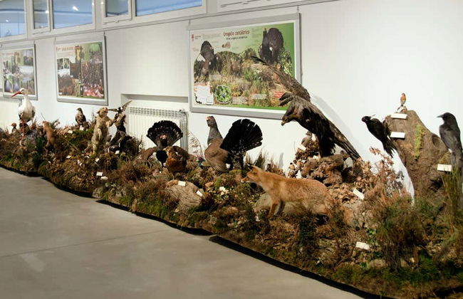 Visita guiada ao Museu de Coleções da Universidade de León - Foto 4