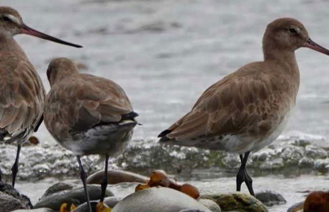 Birdwatching on the Carretera Austral - Foto 6