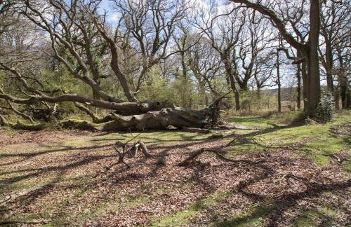 Wonderful thatched cottage in the New Forest National Park - Photo 7