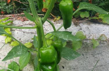 Casa vacacional Mirador de San Vicente - Foto 31