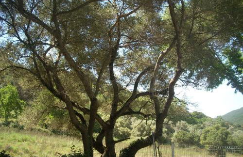 Demeure traditionnelle en pierre avec piscine - Foto 18