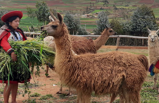 Ruta privada de senderismo con llamas y alpacas por el Valle Sagrado - Foto 1