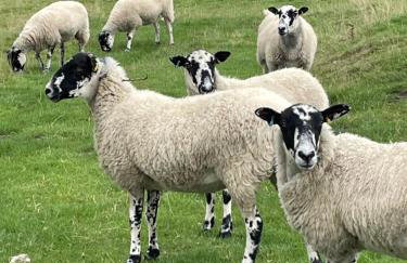 The Forge - Photo 31