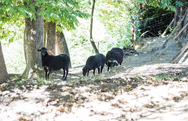 Podere Il Sorriso Degli Angeli - Photo 11