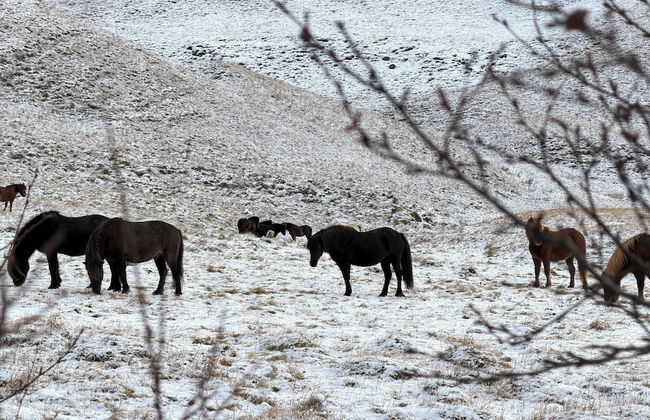 Au44 cottages - Arngrimslundur - Foto 43