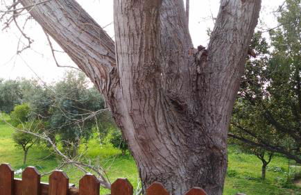 Villa Margherita - Foto 32