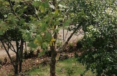 VILLA EYTIXIA - Mendenitsa - Foto 23