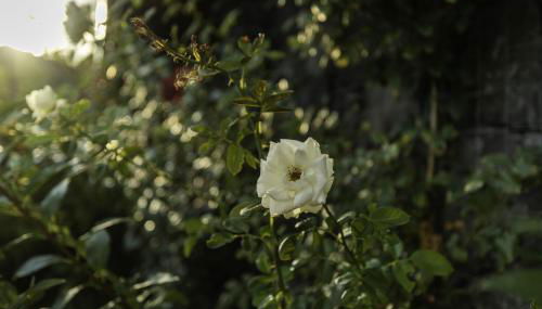 Casetta delle Rose sull'etna - Foto 3