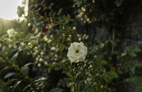 Casetta delle Rose sull'etna - Foto 3