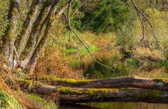 Chalet Flanitzmühle - Foto 20