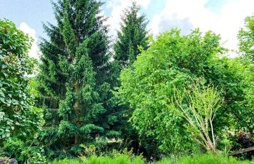 Ferienhaus Rhön-Auszeit - Foto 56