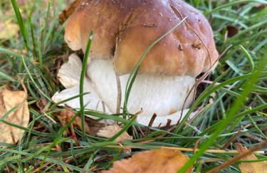 Ferienhaus am Seegrund - Foto 40