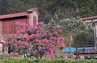Quinta de São Martinho - Visconde do Penedo - Foto 32