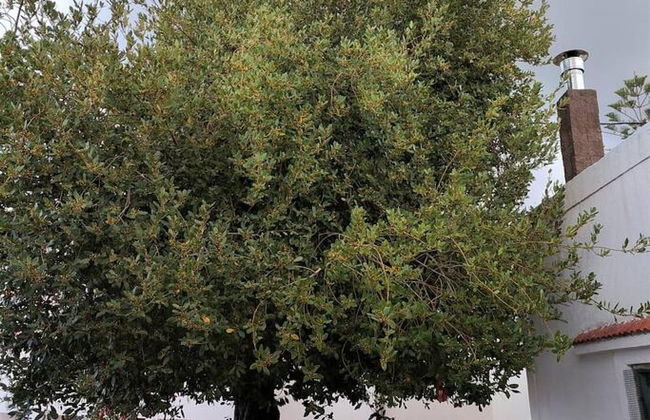 Laurel LK Houses in Kritinia Rhodes - Foto 45