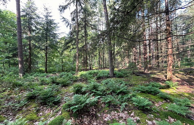 Holiday Home in Zelhem Near Forest and Golf - Foto 41