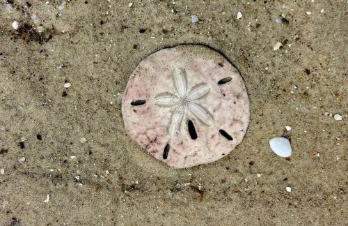 Turtle Tracks B - Foto 20