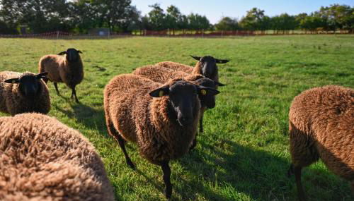 Sleep Space 1 - Green&Tiny Spot Rehburg Schafweide - Foto 5