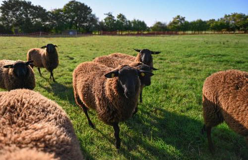Sleep Space 3 - Green&Tiny Spot Rehburg Schafweide - Photo 3