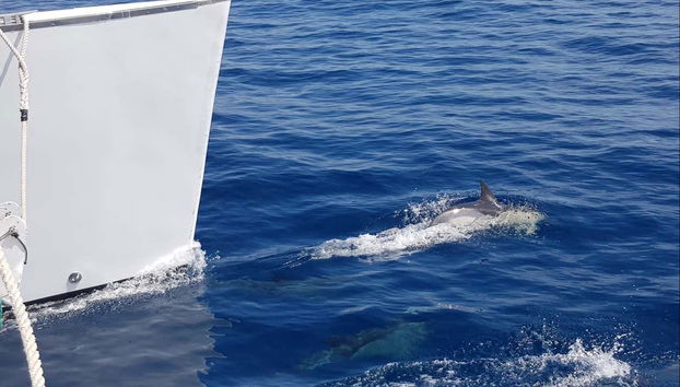 Delfini vicino alla barca