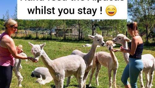 Double Decker Bus on an Alpaca Farm Sleeps 8 - Foto 4