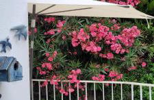 Red House by the River - Foto 124