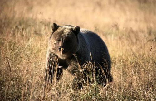Cozy Cabin Retreat with Stunning Views of Yellowstone National Park in Montana - Foto 35