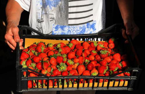 Agriturismo il Pino - Bioagricoltura - Photo 33