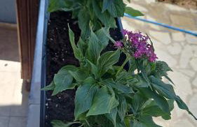 Fotis Apartments Palaiokomi - Foto 14