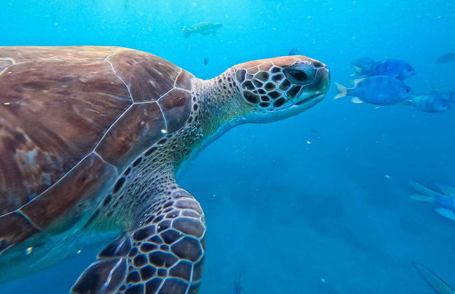 Mindelo Turtle Snorkelling Tour - Photo 2