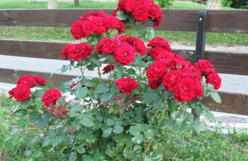 Apartments Dale - Foto 12