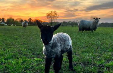 Craigs Rock Cottage Cookstown - Foto 22