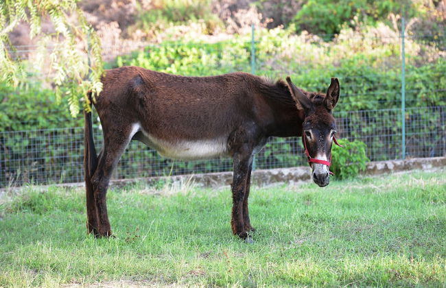 Agriturismo Fontanelle - Foto 59