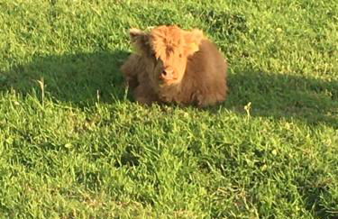 Traditional 2 bed croft - Foto 31