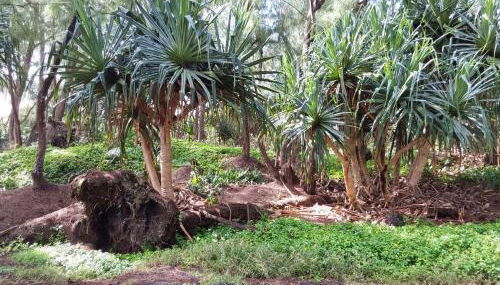 Ainaloa home of Big Island for Double size bedroom - Foto 4