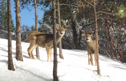 New Luxury 5BR Cabin in Pine Mountain Lake! 1 Minute to Beach! Massage Chair! Close to Yosemite! Perfect for Retreats and Escapes All Seasons! - Foto 80