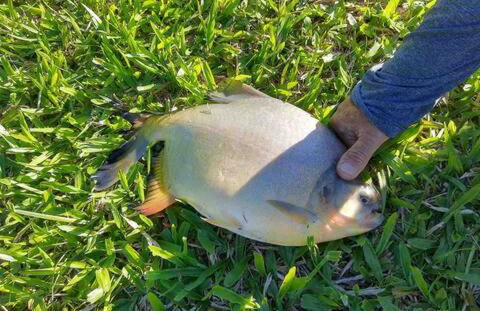 Natureza, paz no sítio - Foto 44