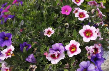 Agriturismo Nuvolino - Foto 40