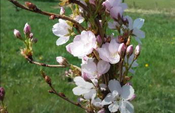 Übernachten in unseren Crutpracht Gästezimmern mit großem Bauernfrühstück, ab April 24 auch in der DUFFEL-SCHEUNE - Foto 33
